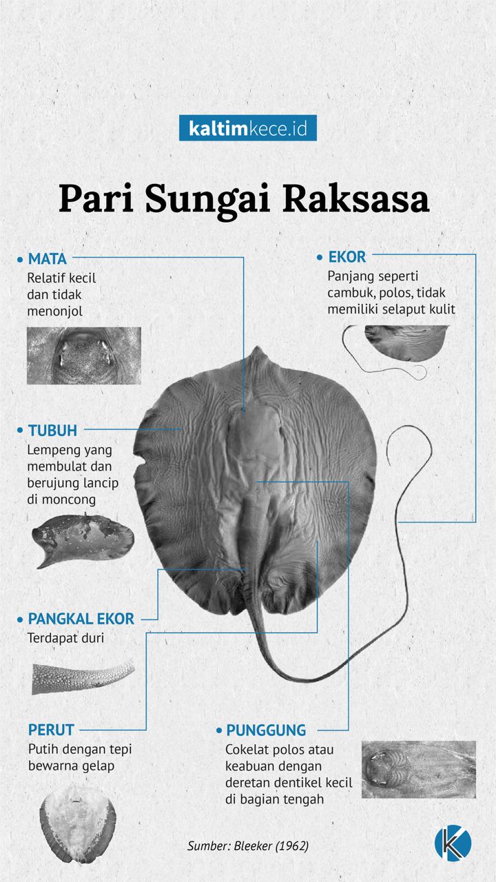 Desain Grafik: M NAUVAL-KALTIMKECE.ID