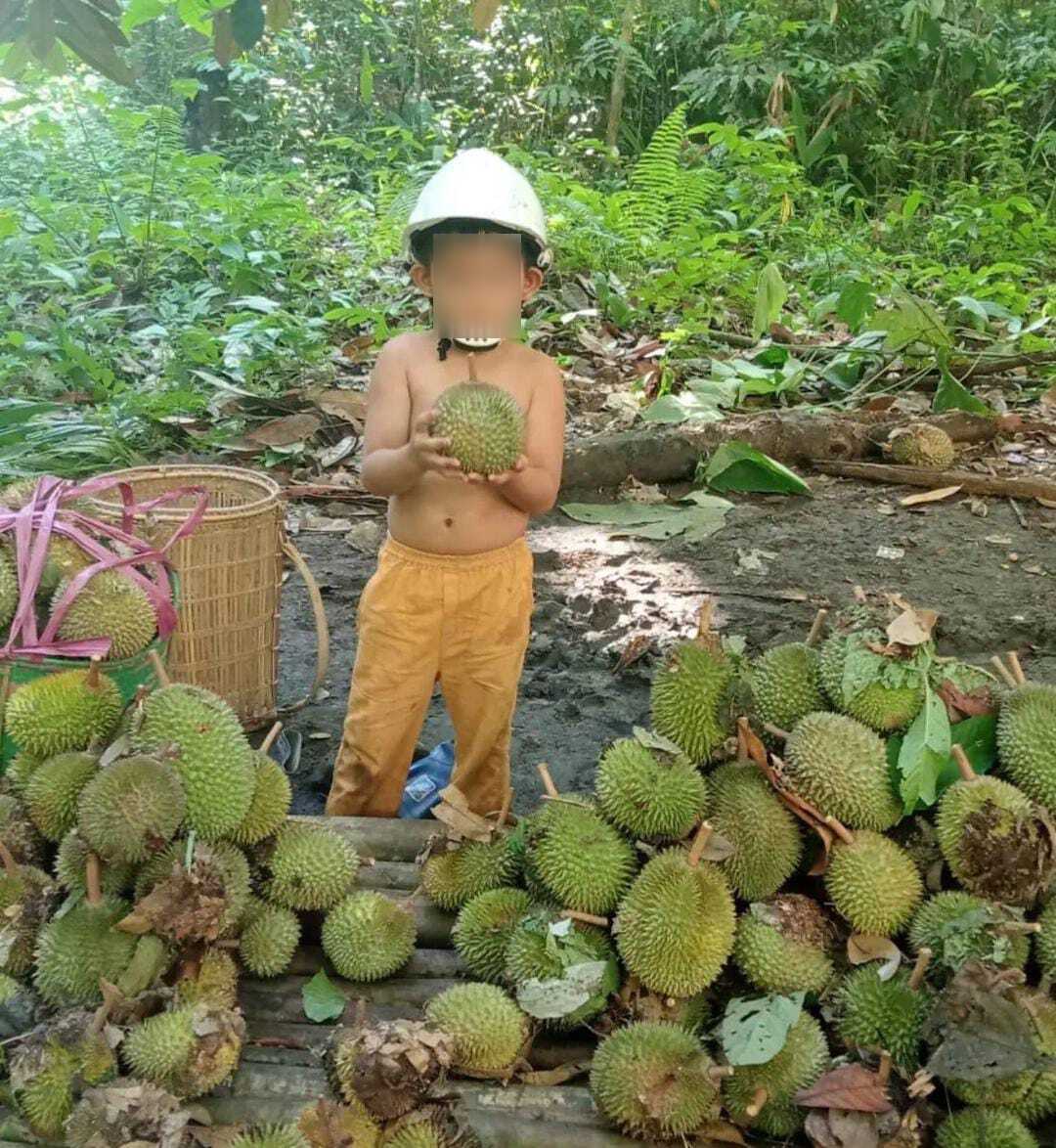 Panen durian melak atau durian Kutai Barat oleh warga Barong Tongkok di Gunung Layung, Kubar. FOTO:LBH Samarinda