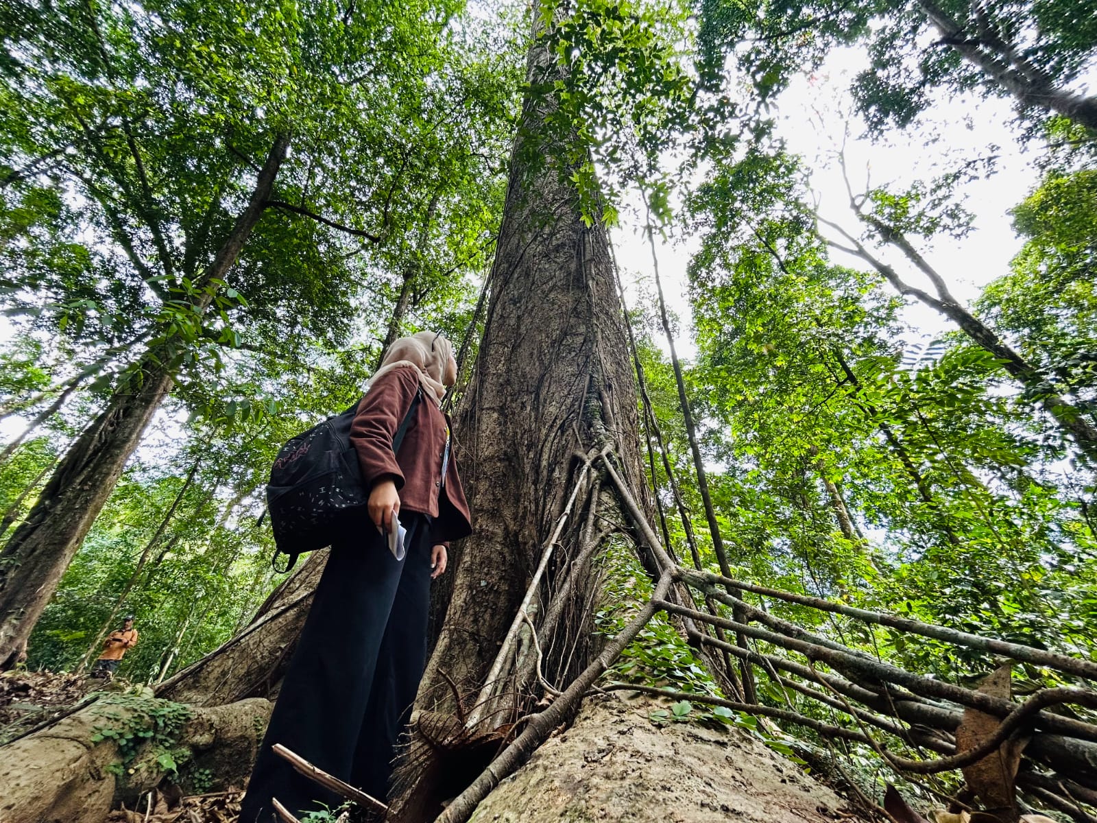 Pohon binuang laki di Taman Hutan Raya Sultan Adam, Kecamatan Aranio, Kabupaten Banjar, Kalimantan Selatan. Spesies ini adalah saksi bisu pembabatan hutan-hutan di Kalimantan selama puluhan tahun terakhir. FOTO: RIA ATIA DEWI-PWI KALTIM FOR KALTIMKECE.ID