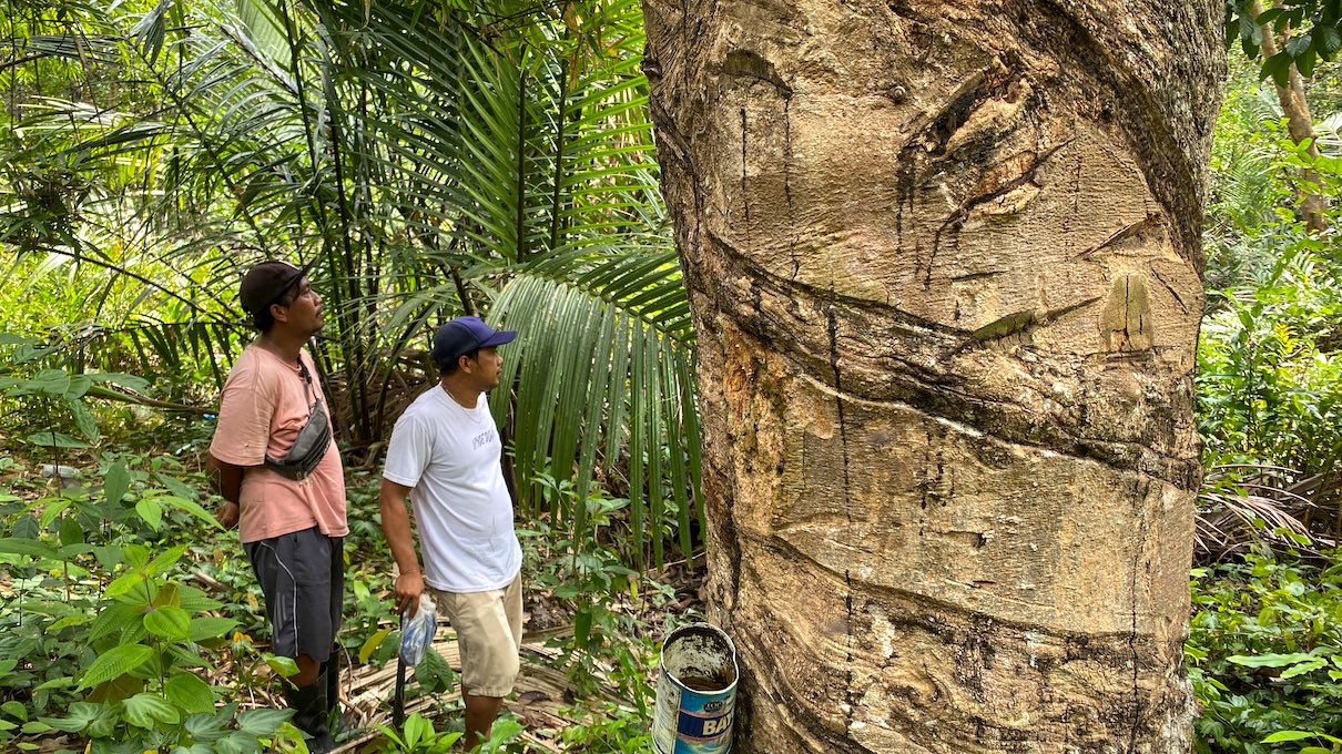 Dua warga Desa Telemow, Kecamatan Sepaku, PPU, menunjukkan lokasi patok PT ITCI Kartika Utama di dekat pohon karet milik penduduk. FOTO: MS ARDAN-KALTIMKECE.ID