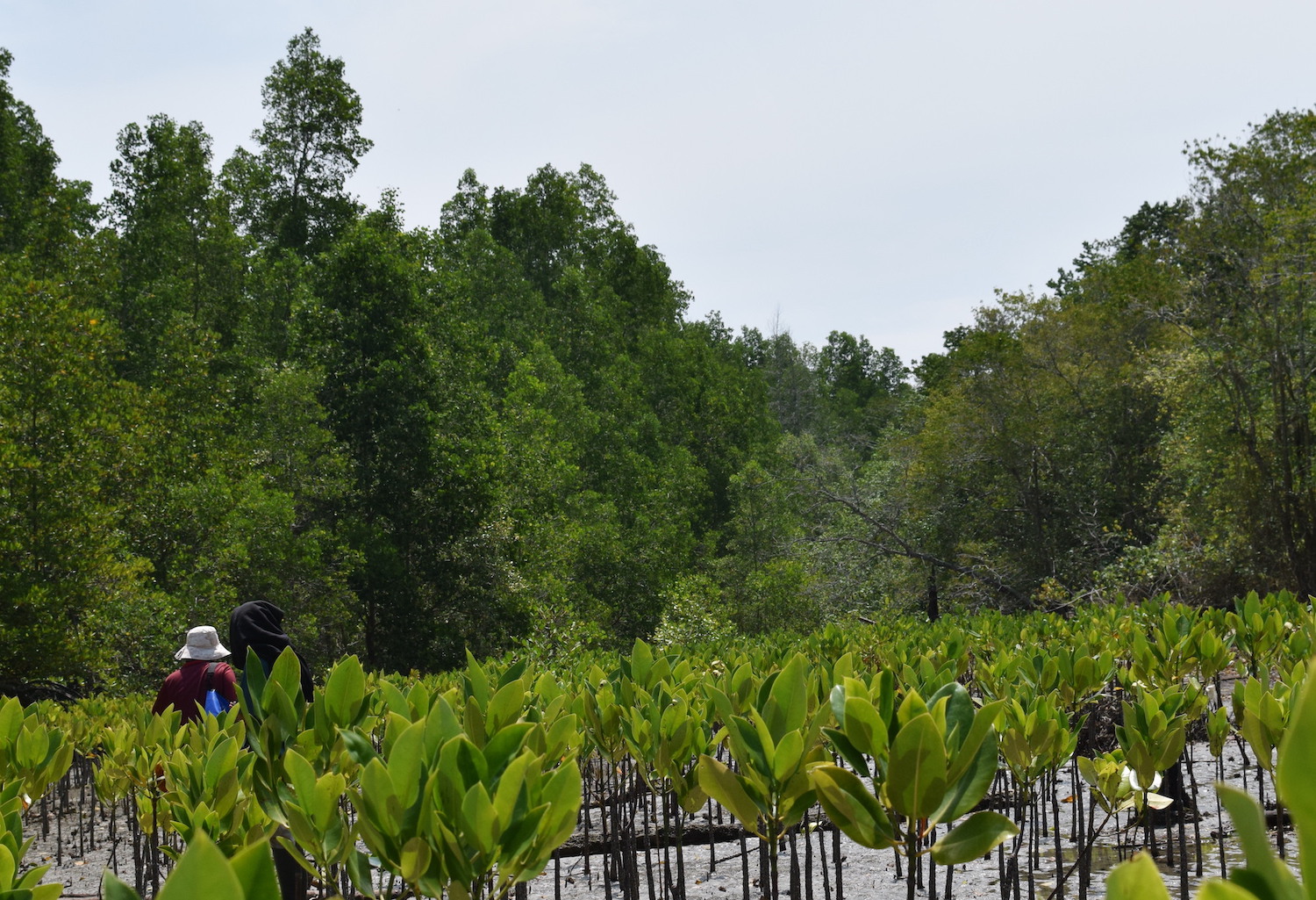 Bibit mangrove yang ditanam di Dusun Tanjung Limau, Muara Badak, Kukar, mulai meninggi. FOTO: MUHAMMAD AL FATIH-KALTIMKECE.ID