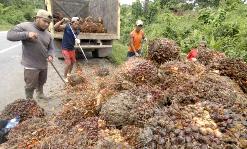 Aktivitas pengangkutan buah sawit di dekat kebun sawit di Kutai Kartanegara. FOTO: ARSIP KALTIMKECE.ID