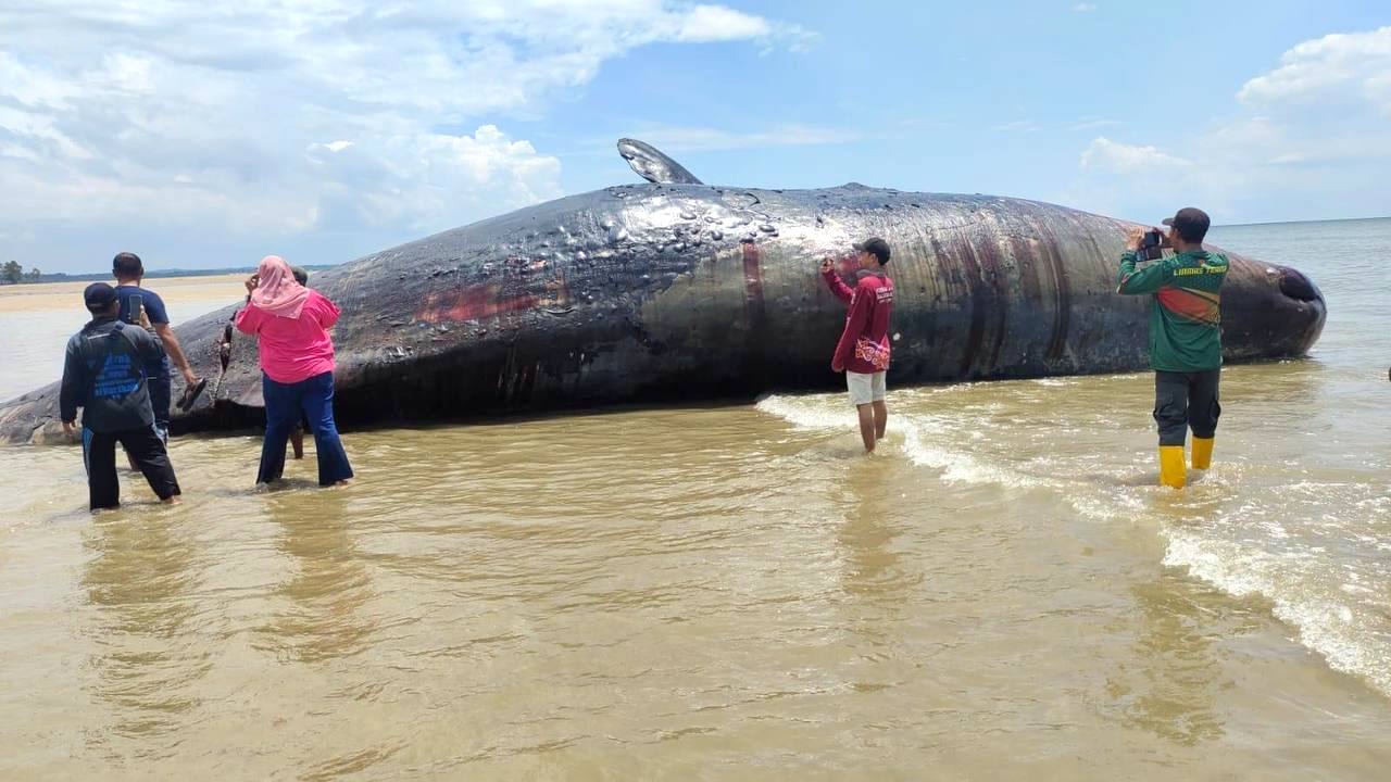 Bangkai paus sperma yang terdampar di pesisir pantai Teritip, Balikpapan Timur. FOTO: ISTIMEWA