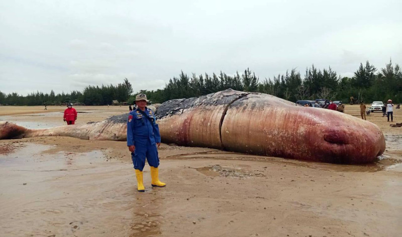 Bangkai paus sperma seberat 40 ton di pantai Kelurahan Teritip, Balikpapan Timur. FOTO: ISTIMEWA